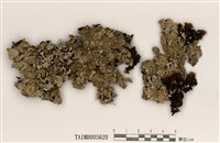 藏品(皺梅衣)的圖片